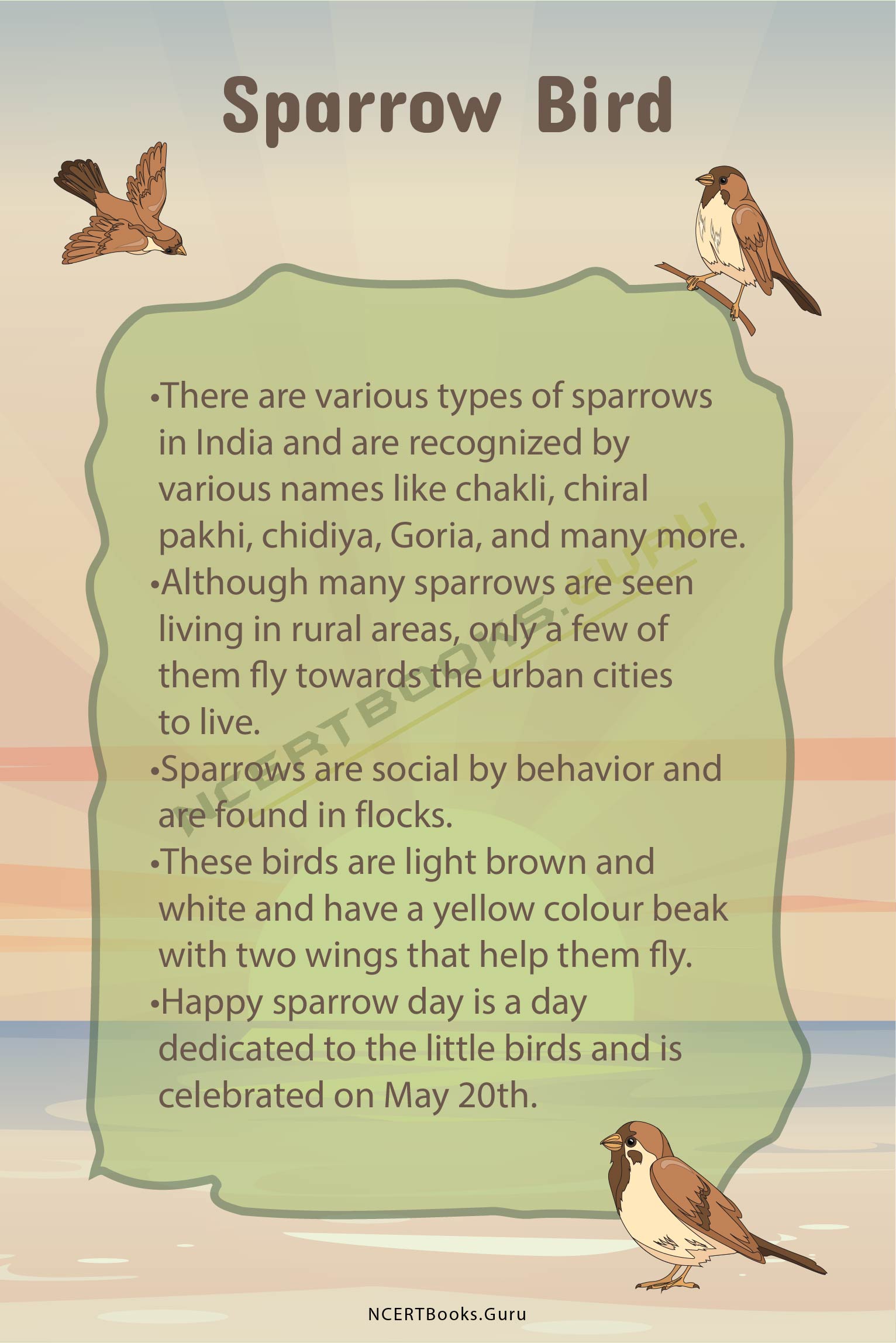 sparrow information in english essay