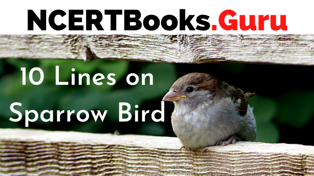 10 Lines on Sparrow Bird