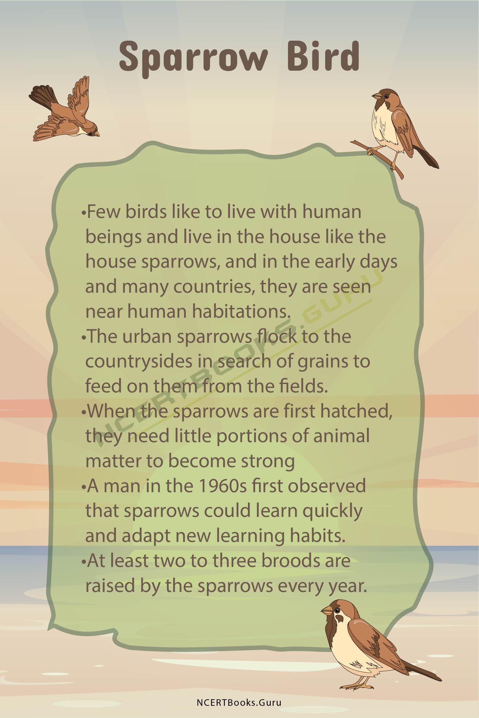 10 Lines on Sparrow Bird 2