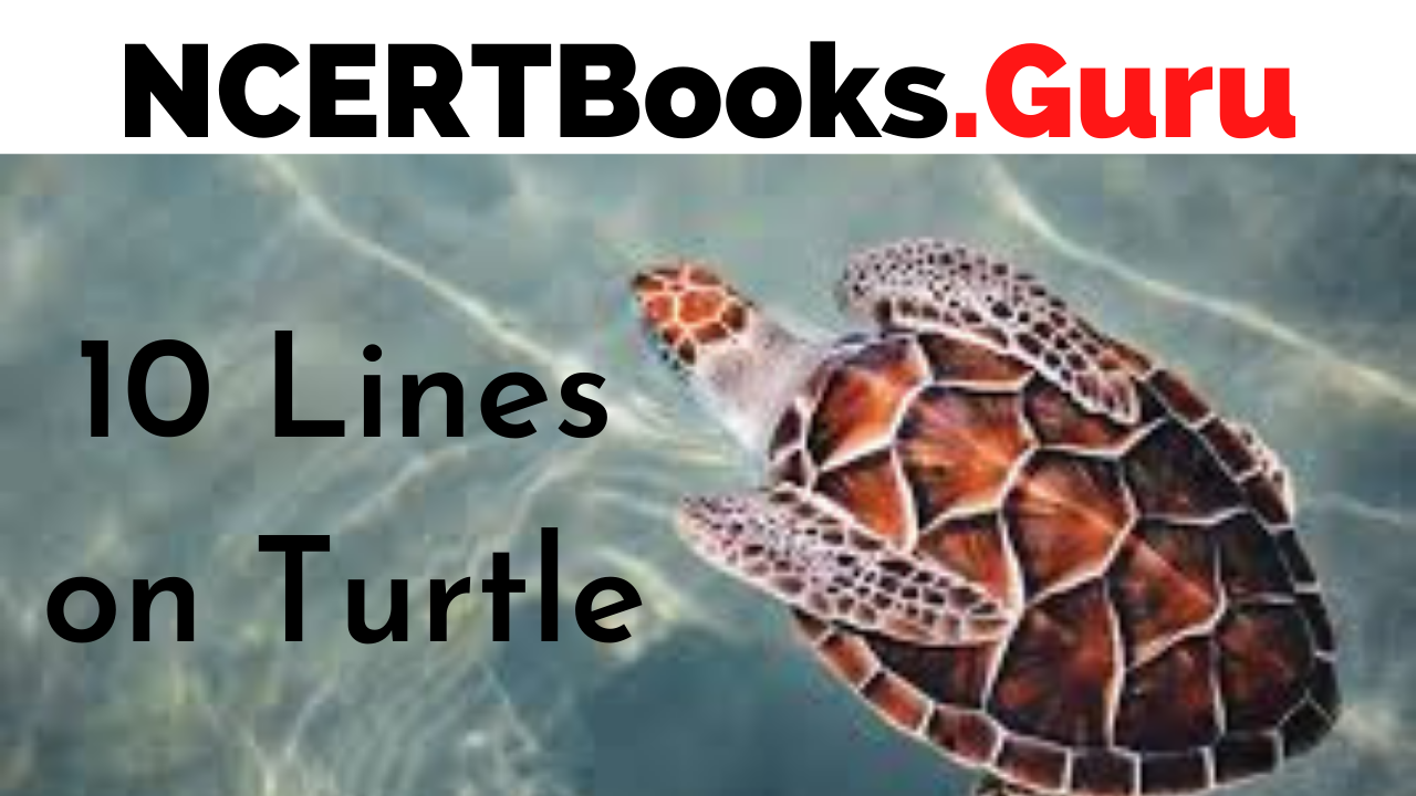 10 Lines on Turtle