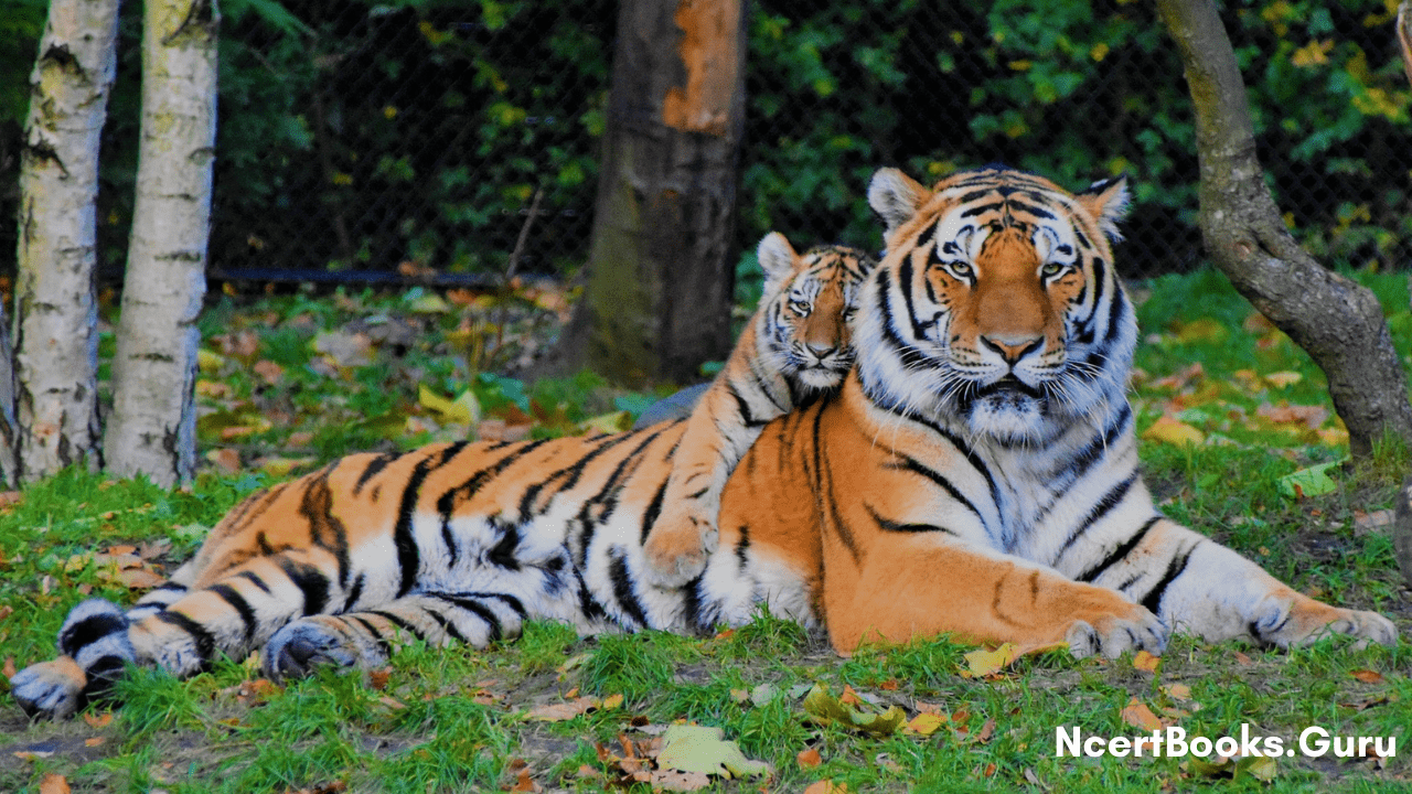 Bengal Tiger India's National Animal