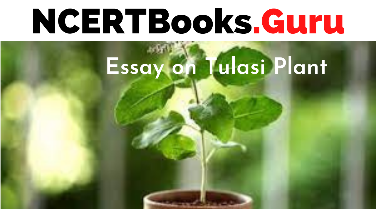 Essay on TulasiPlant
