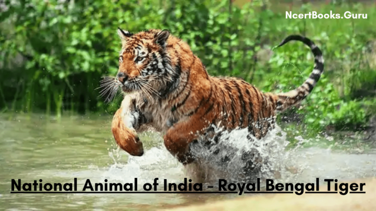 About National Animal of India: Royal Bengal Tiger Lifespan, History, Facts
