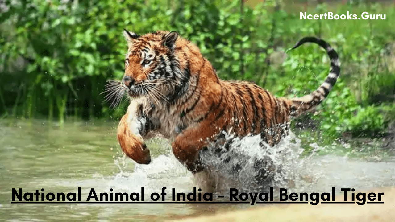 National Animal of India