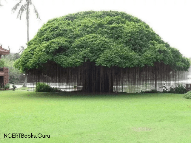 indian banyan national tree of image
