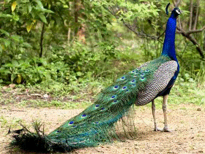 national bird of india