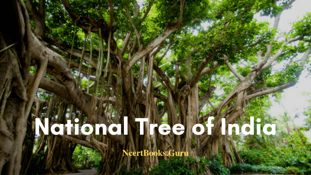 National Tree of India Indian Banyan Tree scientific name & its