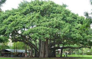 national tree of india