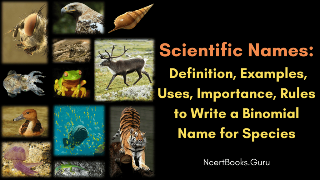 All about scientific names