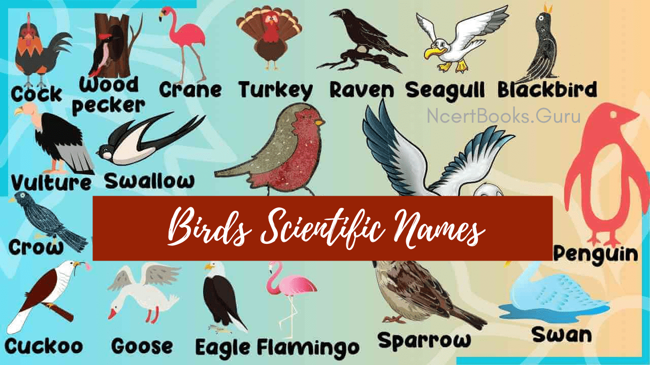 Birds Scientific names, binomial nomenclature of birds