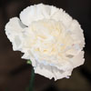 Carnation