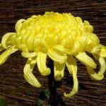 Chrysanthemum