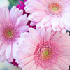 Daisy gerbera