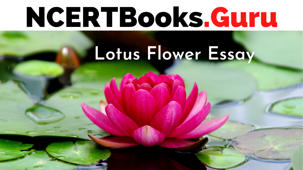 Lotus Flower Essay | Essay on Lotus Flower for Students and ...