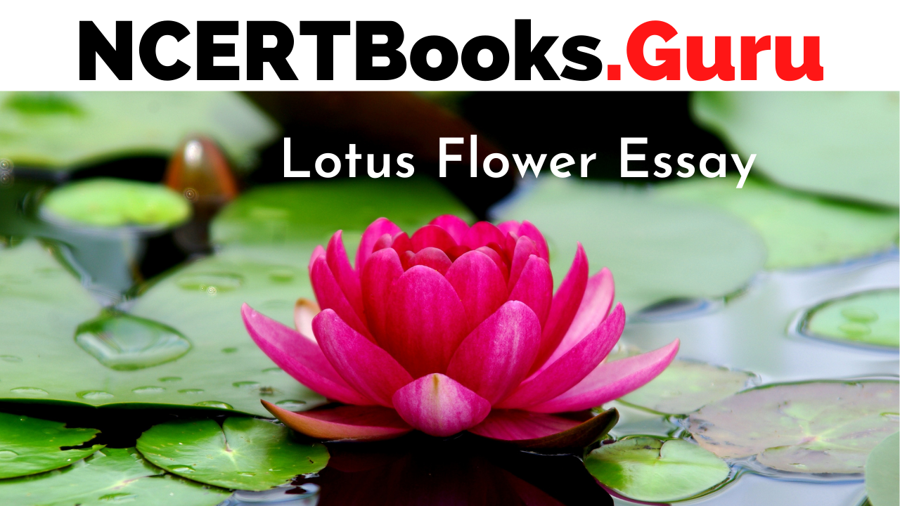 lotus simple essay in hindi