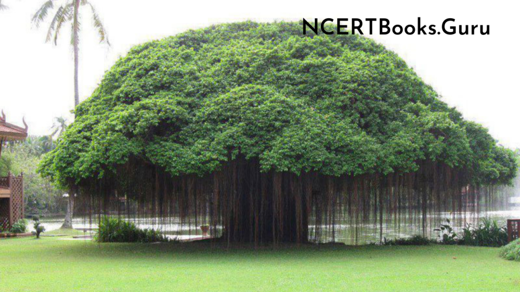 Essay on banyan tree in english image