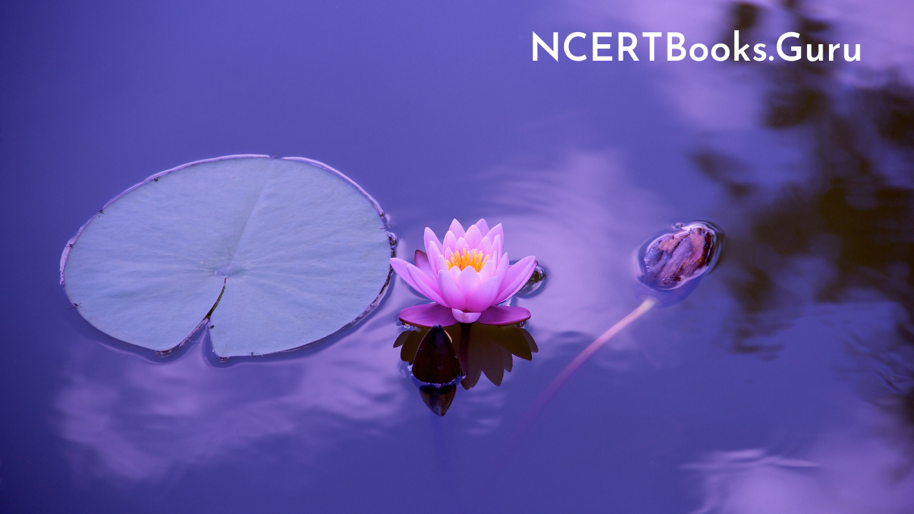 Lotus Flower Essay