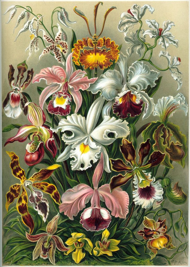 Scientific Name of Flowers List of Scientific Flower Names with Pictures