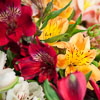 Peruvian Lily