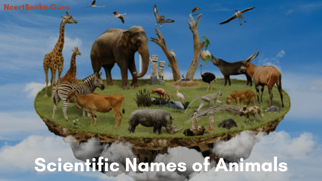 Scientific Names of Animals