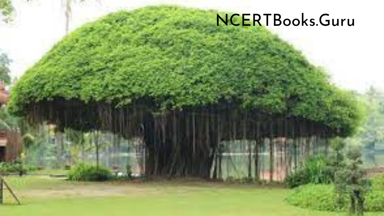 Short Essay on Banyan Tree